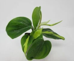 Kletternder Baumfreund "Brasil" / Philodendron Scandens "Brasil"
