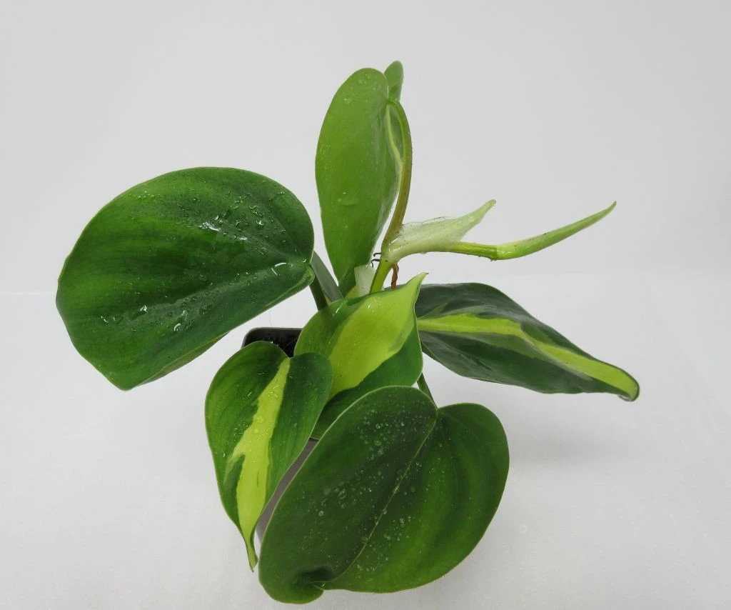 Kletternder Baumfreund "Brasil" / Philodendron scandens "Brasil" Kletternder Baumfreund "Brasil" / Philodendron Scandens "Brasil" -Wfw Wasserflora ZT1160wfw 1 1