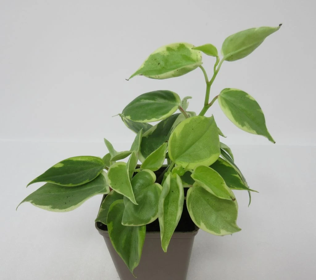 Grün-Weißer Zwergpfeffer / Peperomia scandens "Variegata" Grün-Weißer Zwergpfeffer / Peperomia Scandens "Variegata" -Wfw Wasserflora ZT1170wfw 1 1