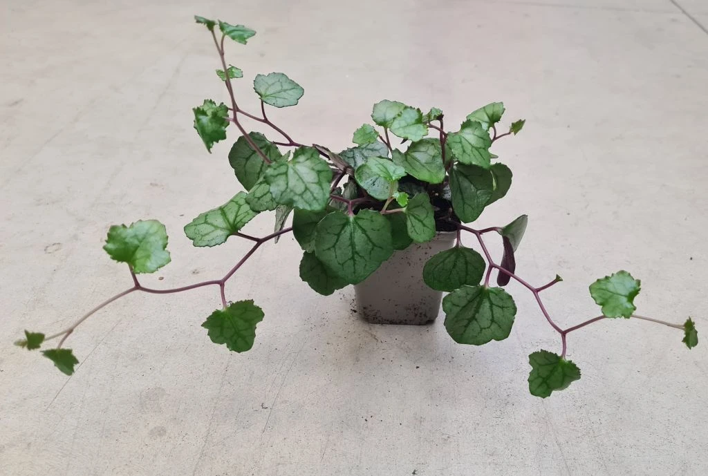 Sommerefeu / Senecio mikanoides Sommerefeu / Senecio Mikanoides -Wfw Wasserflora ZT1190wfw 1 1