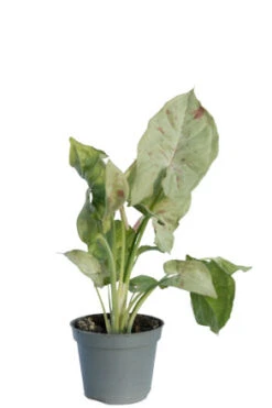 Purpurtute "Milk Confetti" / Syngonium Podophyllum "Milk Confetti"