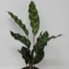 Lanzenblättrige Korbmarante / Calathea Lancifolia -Wfw Wasserflora ZT2010wf 1 1
