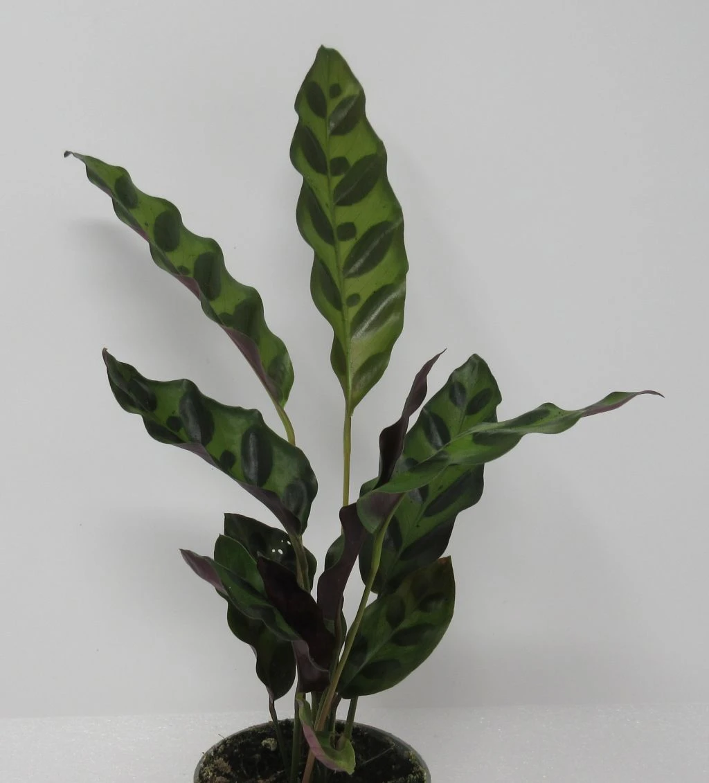 Lanzenblättrige Korbmarante / Calathea lancifolia Lanzenblättrige Korbmarante / Calathea Lancifolia -Wfw Wasserflora ZT2010wf 1 1