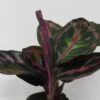 Korbmarante "Dottie" / Calathea Roseopicta "Dottie" -Wfw Wasserflora ZT2020wf 1 1