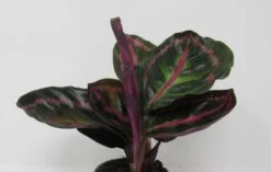 Korbmarante "Dottie" / Calathea Roseopicta "Dottie"