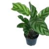 Freddys Korbmarante / Calathea "Freddy" -Wfw Wasserflora ZT2040wf 1