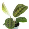 Bunte Pfeilwurz / Maranta Leuconeura "Red Striped" -Wfw Wasserflora ZT2060wf 1
