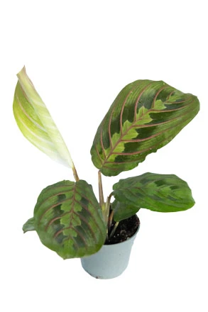 Bunte Pfeilwurz / Maranta leuconeura "Red Striped" Bunte Pfeilwurz / Maranta Leuconeura "Red Striped" -Wfw Wasserflora ZT2060wf 1