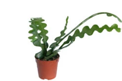 Sägeblattkaktus / Epiphyllum Anguliger