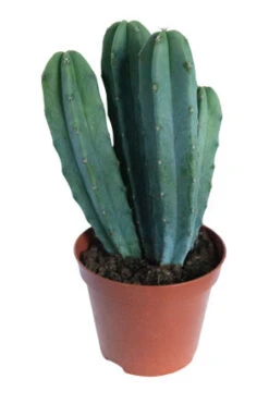 Heidelbeerkaktus / Myrtillocactus Geometrizans