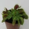 Venusfliegenfalle / Dionaea Muscipula -Wfw Wasserflora ZT5000wf 1 1