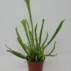 Kleine Schlauchpflanze / Sarracenia Minor