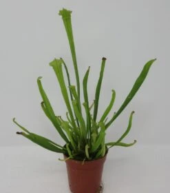 Kleine Schlauchpflanze / Sarracenia Minor