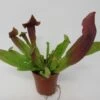 Tess Schlauchpflanze / Sarracenia Tess -Wfw Wasserflora ZT5030wf 1 1