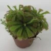 Sonnentau / Drosera Aliciae -Wfw Wasserflora ZT5040wf 1 1