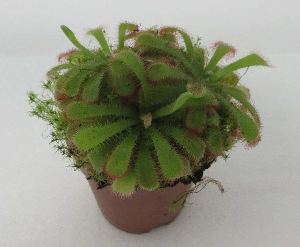 Sonnentau / Drosera aliciae Sonnentau / Drosera Aliciae -Wfw Wasserflora ZT5040wf 1 1