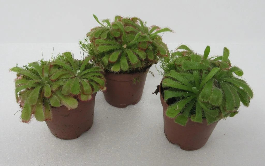 Sonnentau / Drosera aliciae Sonnentau / Drosera Aliciae -Wfw Wasserflora ZT5040wf 1 2