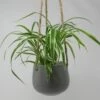 Blumenampel Mit Grünlilie - Hängender Blumentopf Mit Chlorophytum Bichetii -Wfw Wasserflora ZT6000wf 1 1