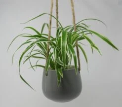 Blumenampel Mit Grünlilie - Hängender Blumentopf Mit Chlorophytum Bichetii