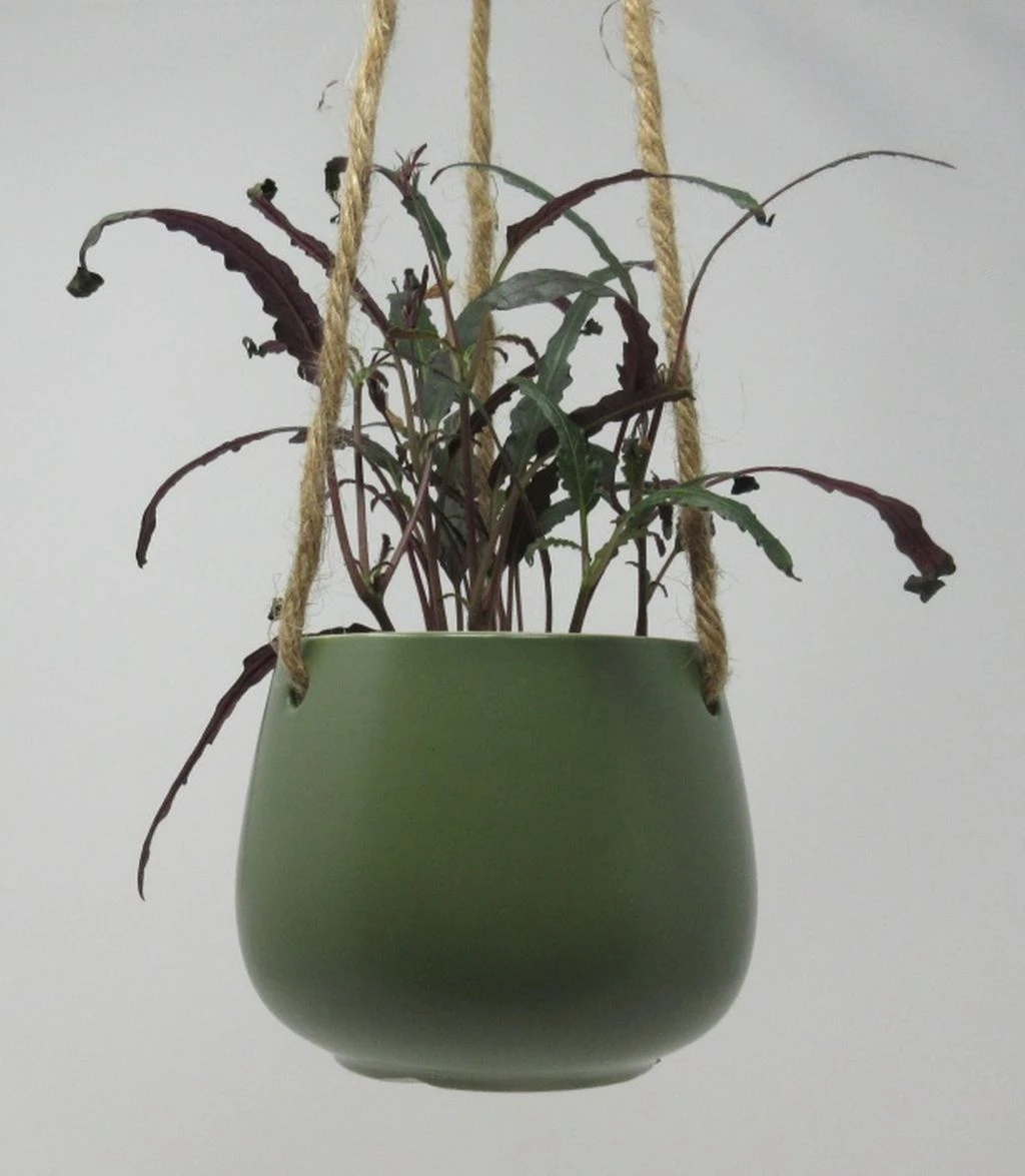 Blumenampel mit gefiedertem Schmuckblatt - hängender Blumentopf mit Hemigraphis exotica Blumenampel Mit Gefiedertem Schmuckblatt - Hängender Blumentopf Mit Hemigraphis Exotica -Wfw Wasserflora ZT6010wf 1 1