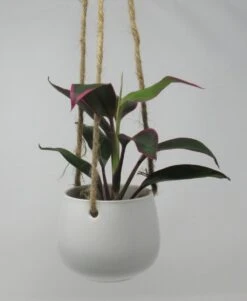 Blumenampel Mit Keulenlilie "red Edge" - Hängender Blumentopf Mit Cordyline Red Edge