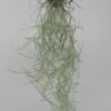 Seeigelgehäuse Mit Tillandsia Usneoides -Wfw Wasserflora ZT7000wf 1 1