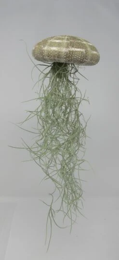 Seeigelgehäuse Mit Tillandsia Usneoides