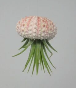 Seeigelgehäuse Mit Tillandsia Ionantha Fuego