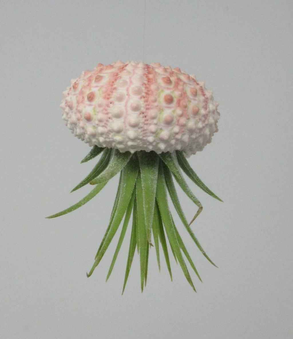 Seeigelgehäuse mit Tillandsia ionantha fuego Seeigelgehäuse Mit Tillandsia Ionantha Fuego -Wfw Wasserflora ZT7010wf 1 1