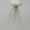Seeigelgehäuse Mit Tillandsia Juncifolia -Wfw Wasserflora ZT7020wf 1 1