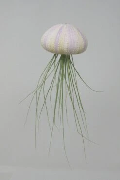 Seeigelgehäuse Mit Tillandsia Juncifolia