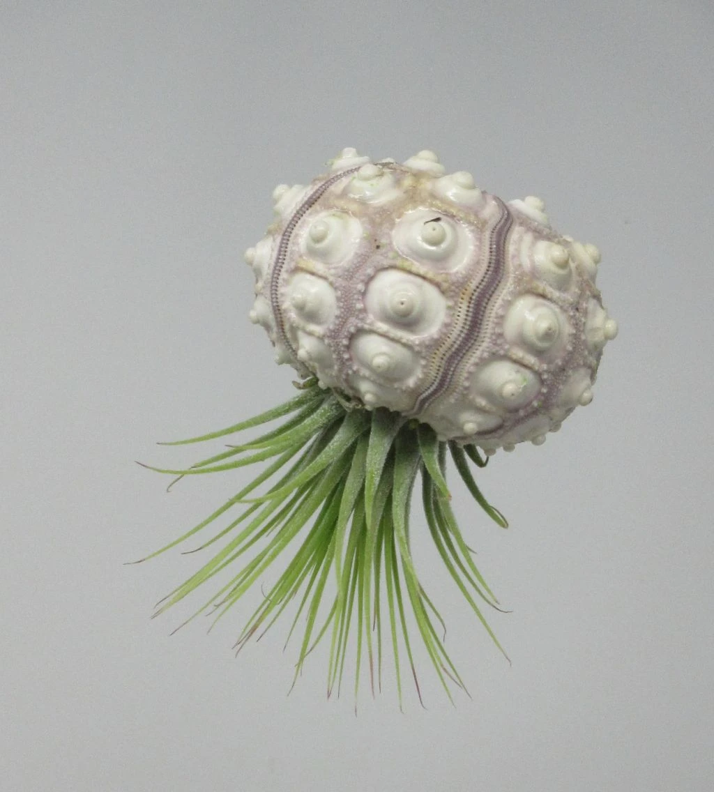 Seeigelgehäuse mit Tillandsia ionantha rubra Seeigelgehäuse Mit Tillandsia Ionantha Rubra -Wfw Wasserflora ZT7030wf 1 1