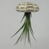 Seeigelgehäuse Mit Tillandsia Tricolor 2 Seeigelgehäuse Mit Tillandsia Tricolor -Wfw Wasserflora ZT7040wf 1 1