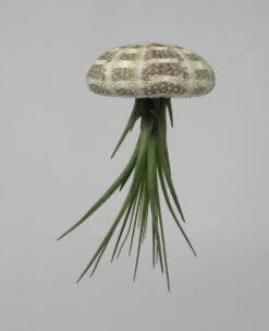 Seeigelgehäuse Mit Tillandsia Tricolor