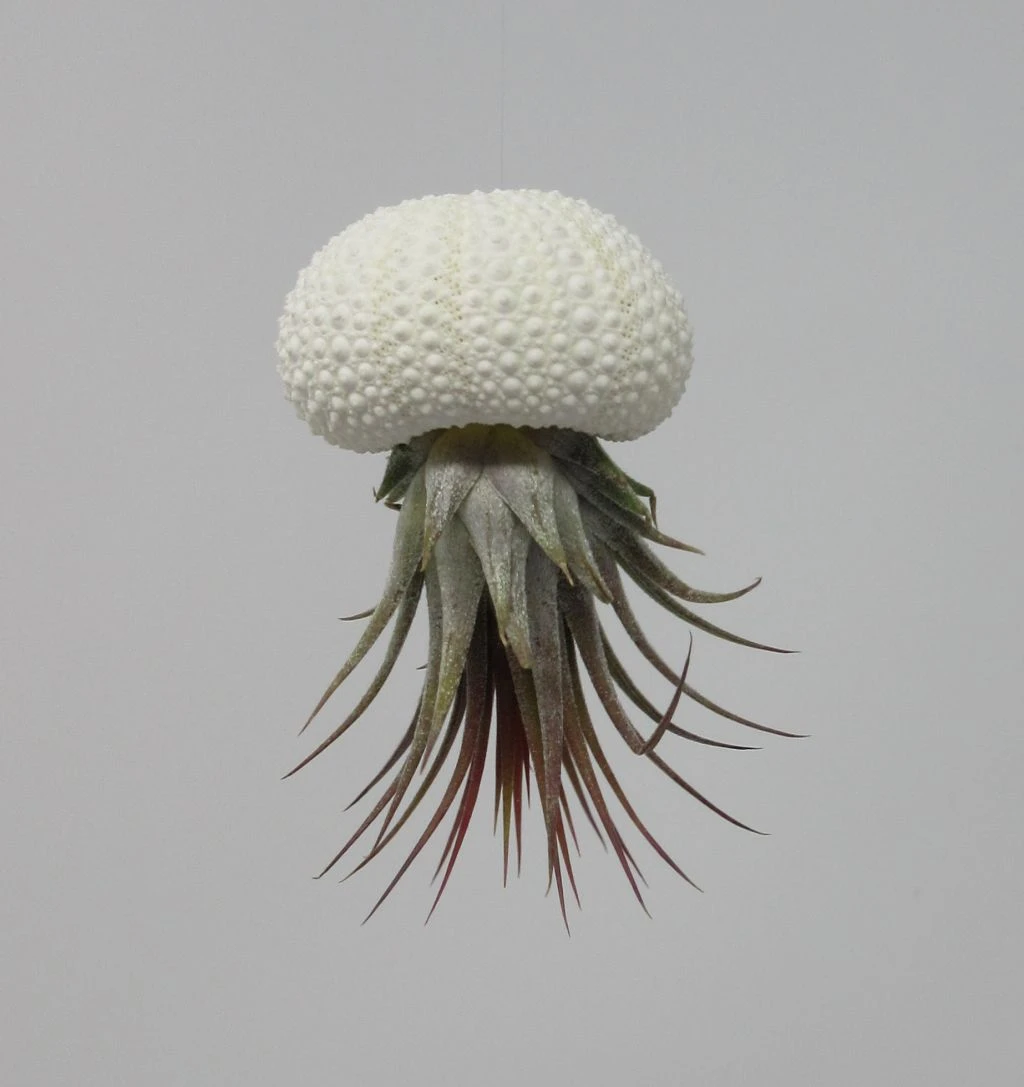 Seeigelgehäuse mit Tillandsia ionantha rosea Seeigelgehäuse Mit Tillandsia Ionantha Rosea -Wfw Wasserflora ZT7050wf 1 1