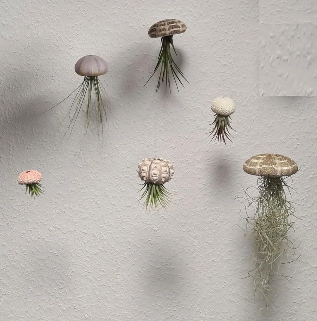 Seeigelgehäuse mit Tillandsia ionantha rosea Seeigelgehäuse Mit Tillandsia Ionantha Rosea -Wfw Wasserflora ZT7050wf 1 2