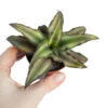 Erdbromelie / Bromelia Agavifolia -Wfw Wasserflora ZT8070wf 1 2