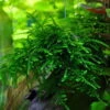 Stachelmoos / Taxiphyllum Spec. Spiky-Moos In Einer 125 Ml Moos Dose -Wfw Wasserflora oD 003G T 1 1