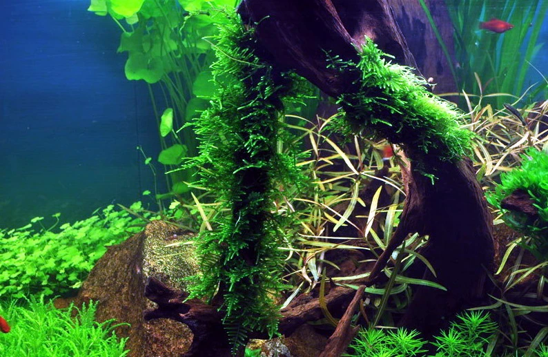 Stachelmoos / Taxiphyllum spec. Spiky-Moos in einer 125 ml Moos Dose Stachelmoos / Taxiphyllum Spec. Spiky-Moos In Einer 125 Ml Moos Dose -Wfw Wasserflora oD 003G T 1 2