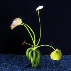 Wasserbanane - Seekanne / Nymphoides Aquatica *TOP-RARITÄT*