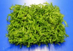 Green-Floor Gekräuseltes Javafarn / Microsorum Pt. Windelov Auf Matte Ca. 40x130 Mm