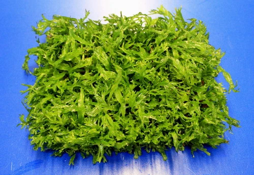 Green-Floor gekräuseltes Javafarn / Microsorum pt. Windelov auf Matte ca. 40x130 mm Green-Floor Gekräuseltes Javafarn / Microsorum Pt. Windelov Auf Matte Ca. 40x130 Mm -Wfw Wasserflora oM31G SG 1