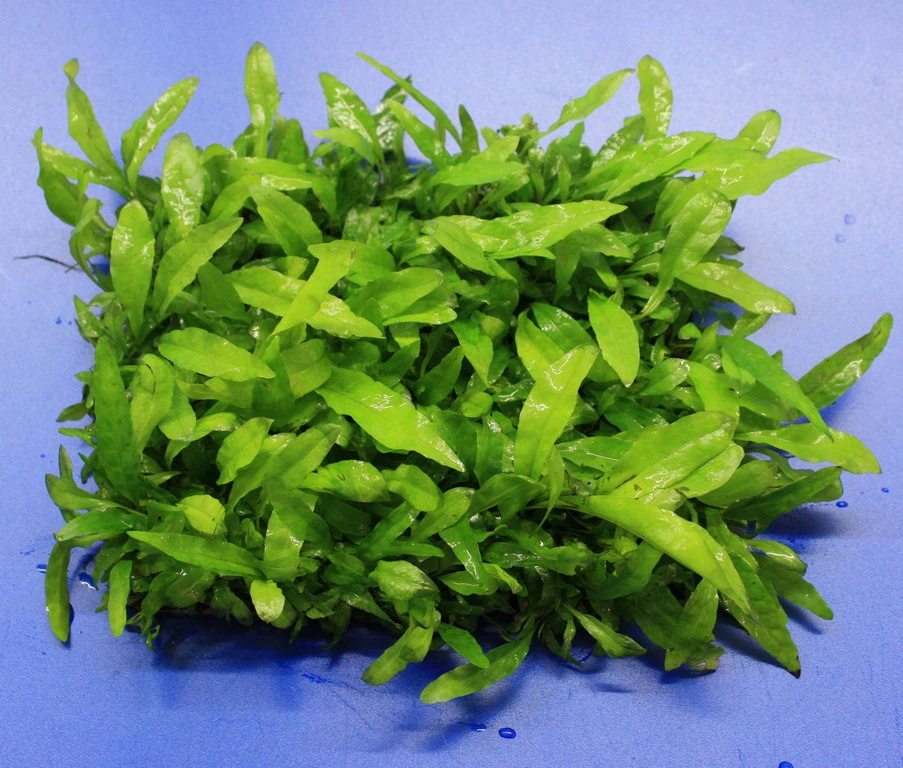 Green-Wall XL Javafarn / Microsorum pteropus auf Matte ca. 170x140 mm Green-Wall XL Javafarn / Microsorum Pteropus Auf Matte Ca. 170x140 Mm -Wfw Wasserflora oM43A SG 1 1