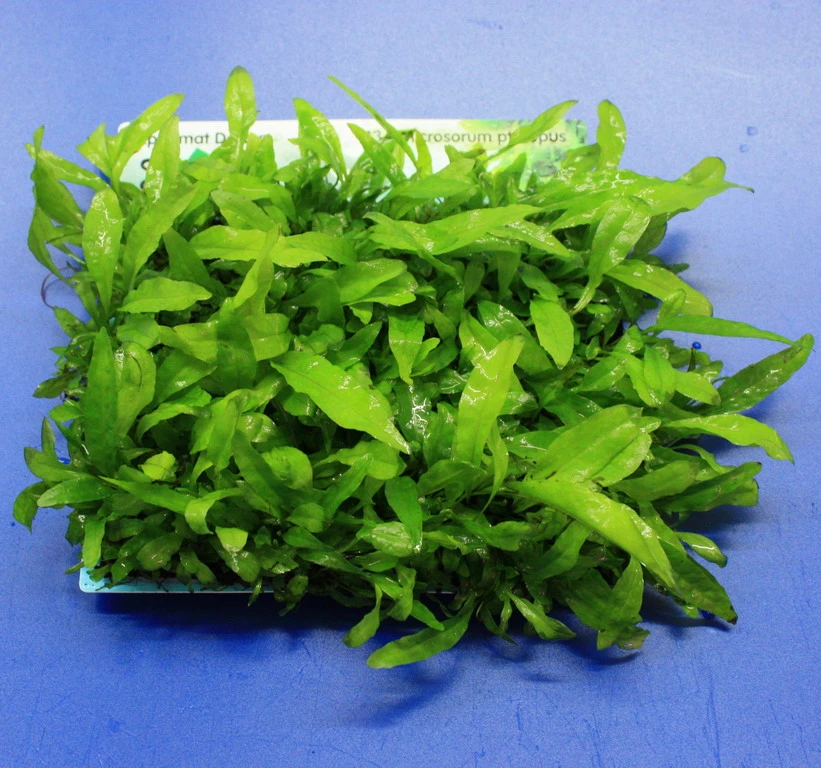 Green-Wall XL Javafarn / Microsorum pteropus auf Matte ca. 170x140 mm Green-Wall XL Javafarn / Microsorum Pteropus Auf Matte Ca. 170x140 Mm -Wfw Wasserflora oM43A SG 1 2