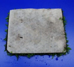 Green-Wall XL Gekräuseltes Javafarn / Microsorum Pt. Windelov Auf Matte Ca. 170x140 Mm -Wfw Wasserflora oM43W SG 1 8