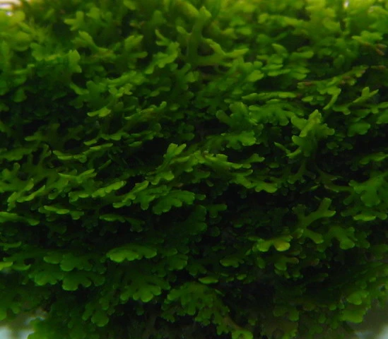 Mini Korallenmoos / Riccardia chamedryfolia auf Gitter - Moos Pad Mini Korallenmoos / Riccardia Chamedryfolia Auf Gitter - Moos Pad -Wfw Wasserflora oM 4030LL 1 2 1