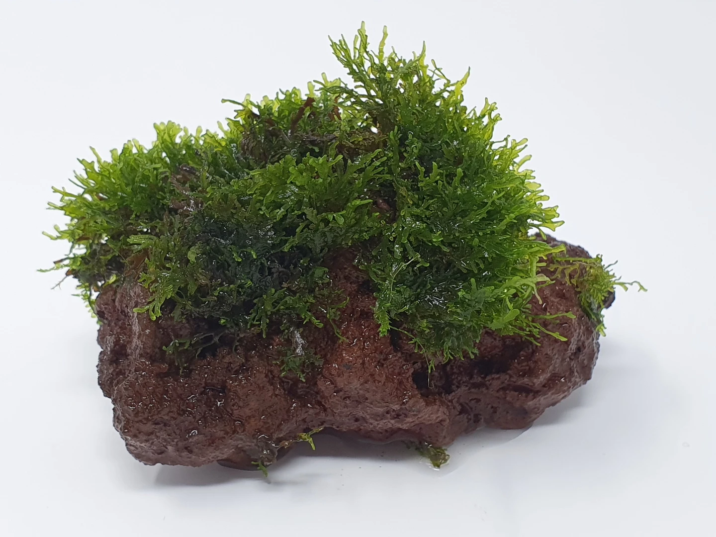 Kleiner Lavastein mit Mini Korallenmoos / Riccardia chamedryfolia Kleiner Lavastein Mit Mini Korallenmoos / Riccardia Chamedryfolia -Wfw Wasserflora oS1626Km 1 2