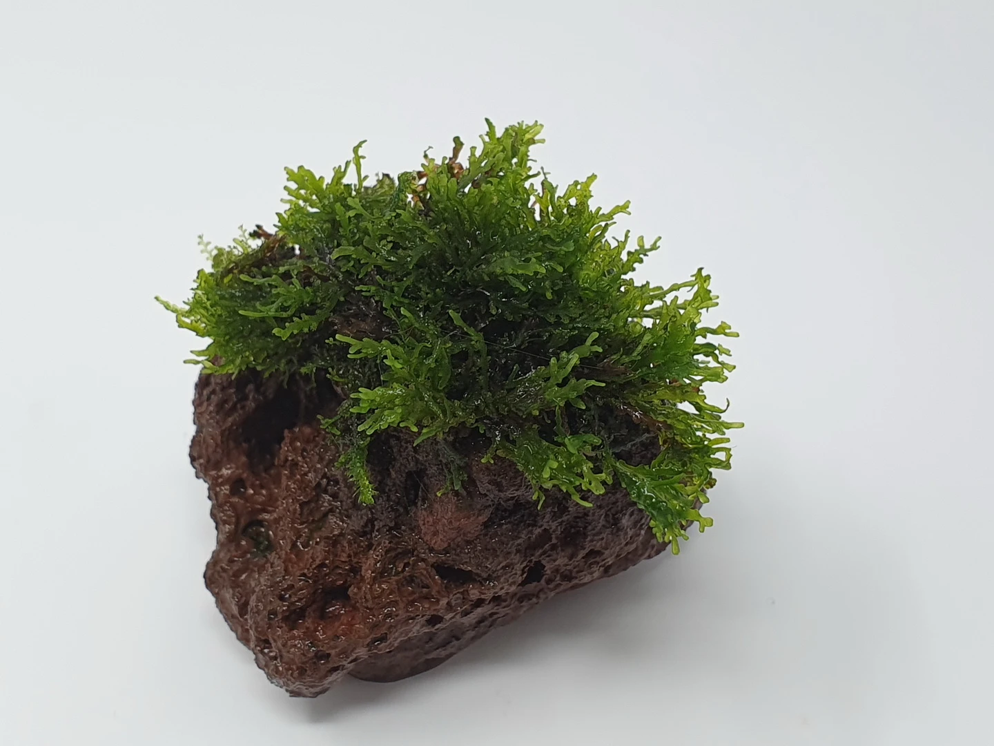 Kleiner Lavastein mit Mini Korallenmoos / Riccardia chamedryfolia Kleiner Lavastein Mit Mini Korallenmoos / Riccardia Chamedryfolia -Wfw Wasserflora oS1626Km 1 4