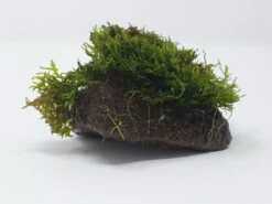 Kleiner Lavastein Mit Mini Korallenmoos / Riccardia Chamedryfolia 4 Kleiner Lavastein Mit Mini Korallenmoos / Riccardia Chamedryfolia -Wfw Wasserflora oS1626Km 1 6