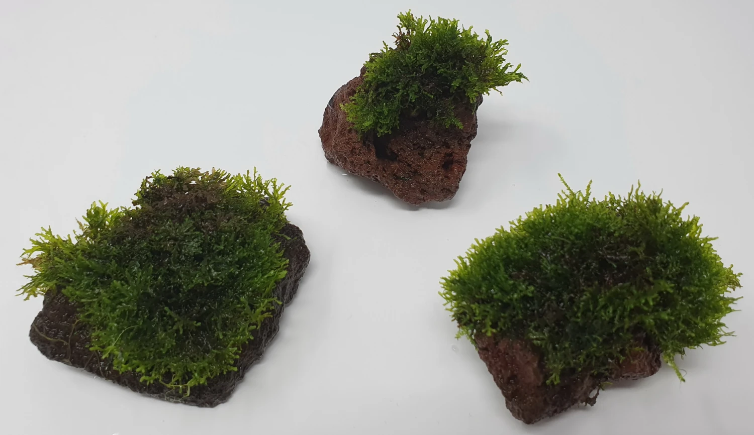 Kleiner Lavastein mit Mini Korallenmoos / Riccardia chamedryfolia Kleiner Lavastein Mit Mini Korallenmoos / Riccardia Chamedryfolia -Wfw Wasserflora oS1626Km 1 8